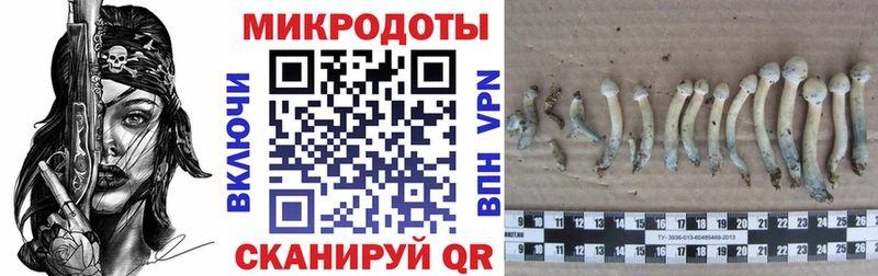 blacksprut как зайти  Качканар  Псилоцибиновые грибы мицелий 